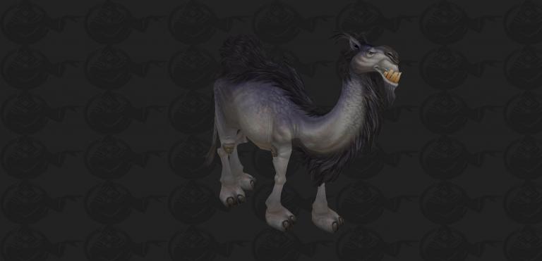 camel pet.jpg